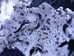 Umbilicaria proboscidea