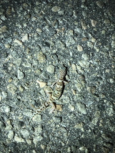 iNaturalist observation photo of Western Banded Gecko