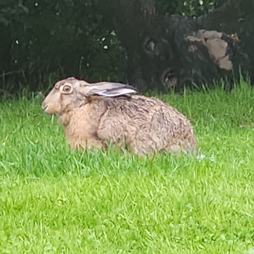 Brown Hare