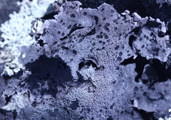 Umbilicaria proboscidea