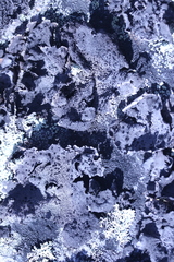 Umbilicaria proboscidea