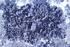 Umbilicaria proboscidea