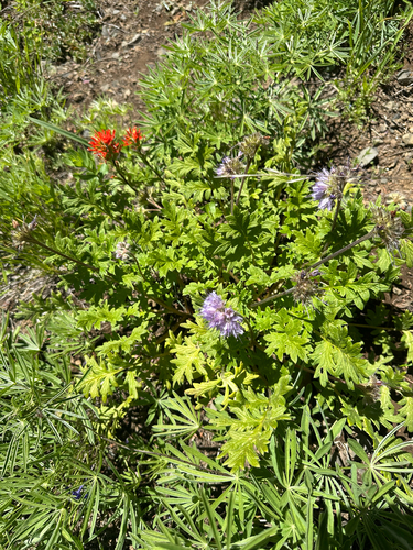 Hydrophyllum occidentale, photograph 4