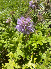 Hydrophyllum occidentale, photograph author not stated, no rights reserved