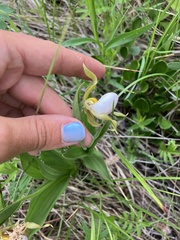 Cypripedium candidum