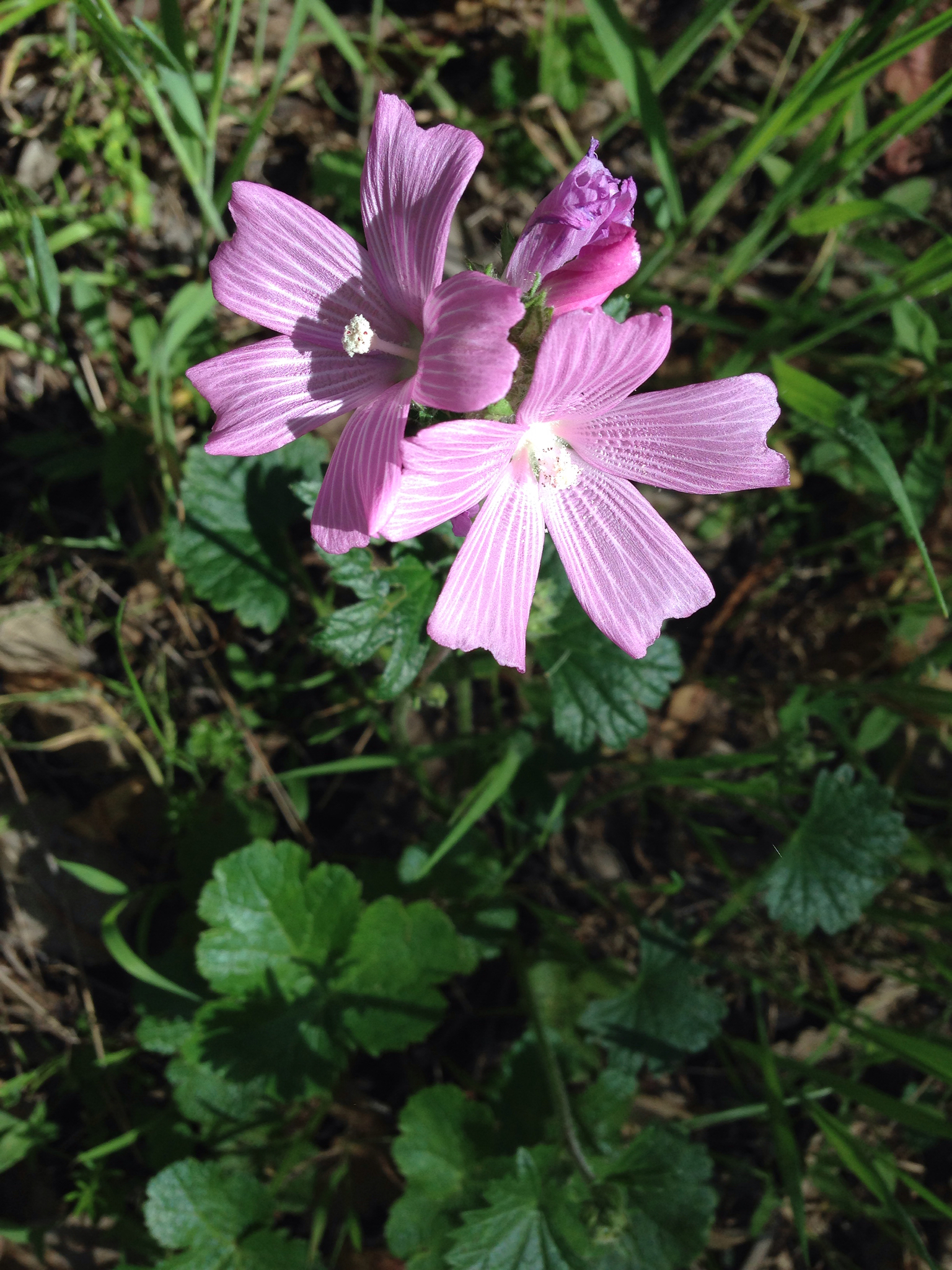 Sidalcea malviflora ssp. malviflora