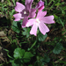 Sidalcea malviflora malviflora - Photo (c) Lynn Jackson, algunos derechos reservados (CC BY-NC), subido por Lynn Jackson