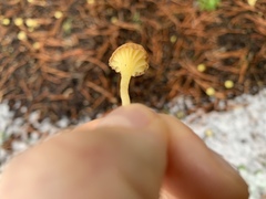 Chrysomphalina grossula