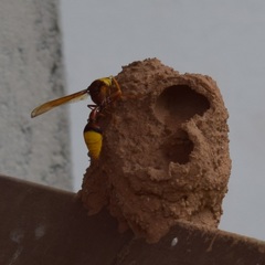 Delta pyriforme pyriforme