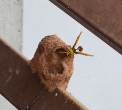 Delta pyriforme pyriforme