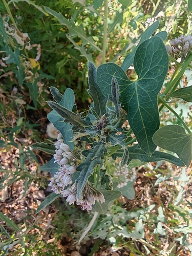 Stranglewort