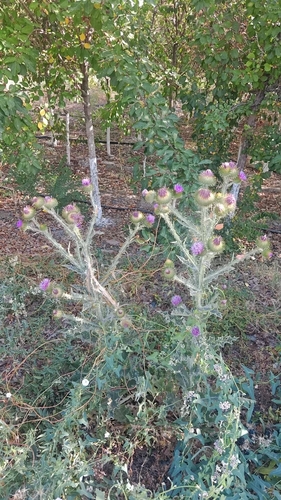 cotton thistle