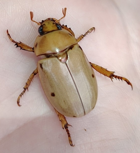Grapevine Beetle