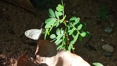 Leptosia nina