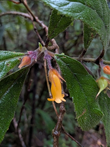 Coronanthera observed 2026-06-13