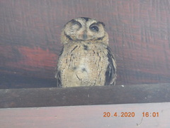 Otus bakkamoena