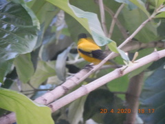Oriolus xanthornus