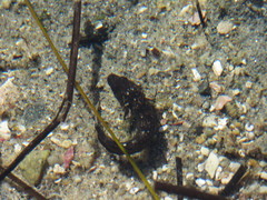 Paraclinus integripinnis