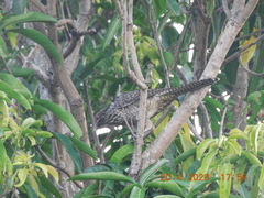 Eudynamys scolopaceus