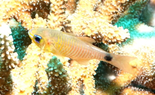 Taeniamia fucata observed 2020-03-14