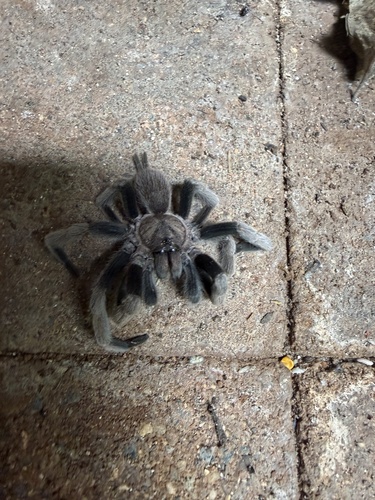 Queensland Whistling Tarantula