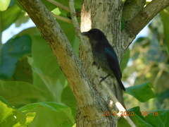 Dicrurus caerulescens