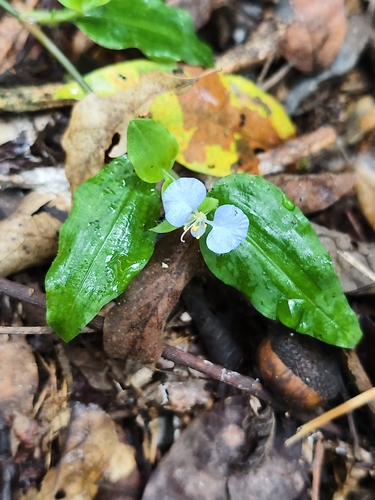 Commelina auriculata, photograph 4