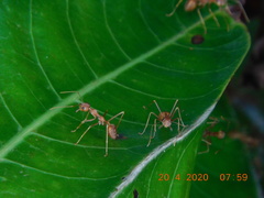 Oecophylla smaragdina