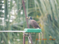 Acridotheres tristis