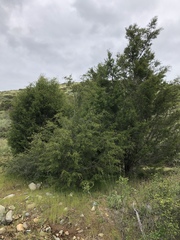 Cupressus forbesii