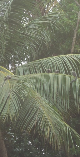 Common Marmoset