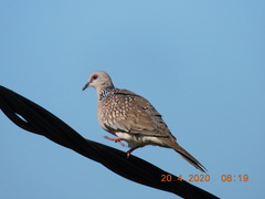 Streptopelia chinensis