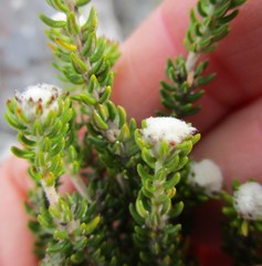 Phylica alba