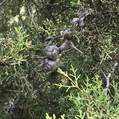 Cupressus forbesii