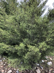 Cupressus forbesii