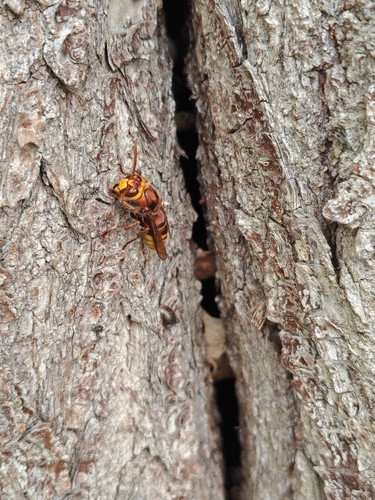 European Hornet