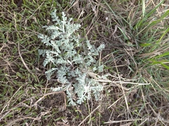 Artemisia nitrosa