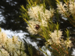 Protaetia orientalis sakaii