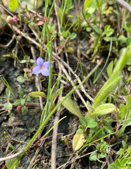 Houstonia pusilla, photograph author not stated, no rights reserved