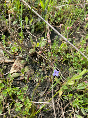 Houstonia pusilla, photograph 2
