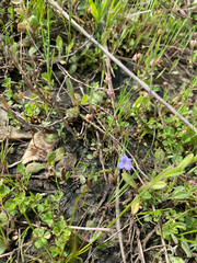 Houstonia pusilla, photograph author not stated, no rights reserved
