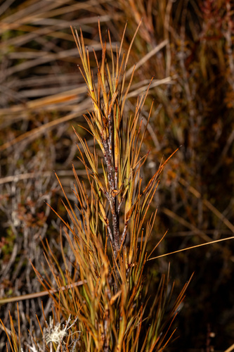 Dracophyllum filifolium observed 2026-06-12
