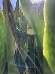 Catopsilia gorgophone