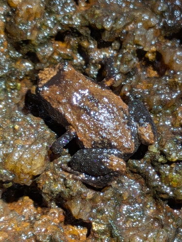 Tapping Nursery Frog, Cophixalus aenigma