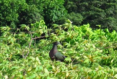 Ducula whartoni