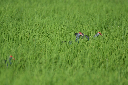 Gray-headed Swamphen