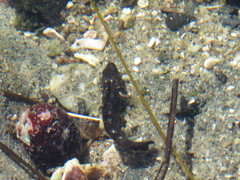 Paraclinus integripinnis