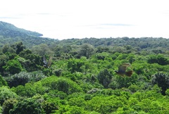 Ducula whartoni