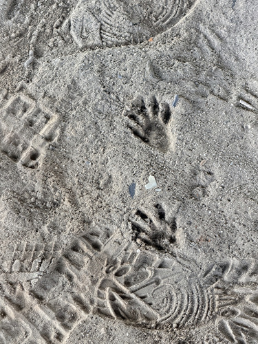 Common Raccoon