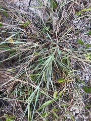 Eragrostis interrupta